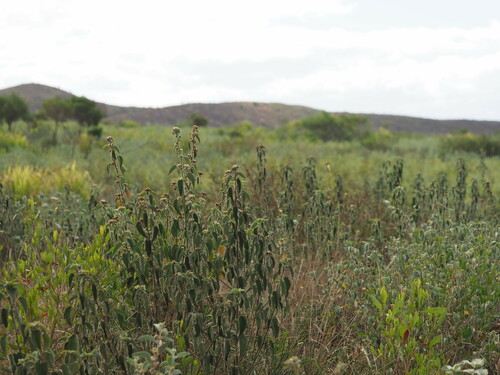 Sida cordifolia observed 2023-06-23