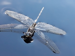 Syncordulia gracilis