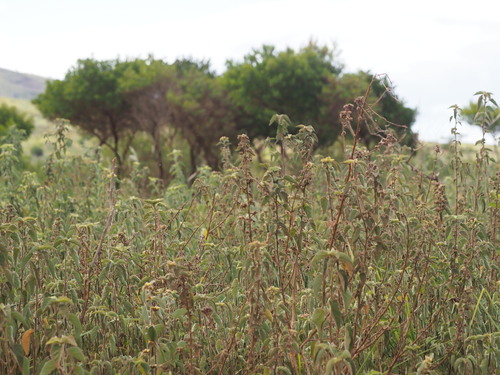 ‘ilima (Sida cordifolia)