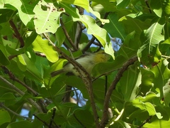 Eremomela scotops