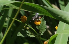 Megachile ignescens