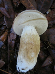 Tylopilus minor image
