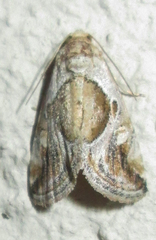 Deltote johnjoannoui