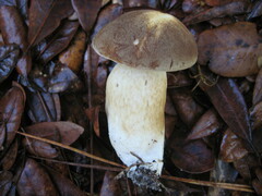 Tylopilus minor image