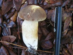 Tylopilus minor image