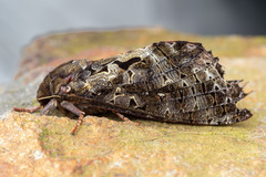 Dumbletonius characterifer