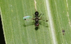 Parapalaeosepsis plebeia