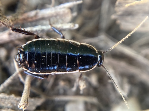 Lobe-winged cockroach
