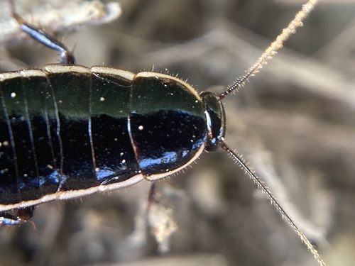 Lobe-winged cockroach