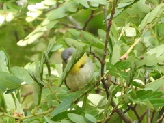 Apalis flavida