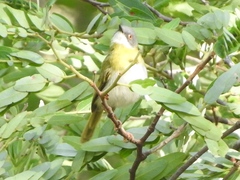 Apalis flavida