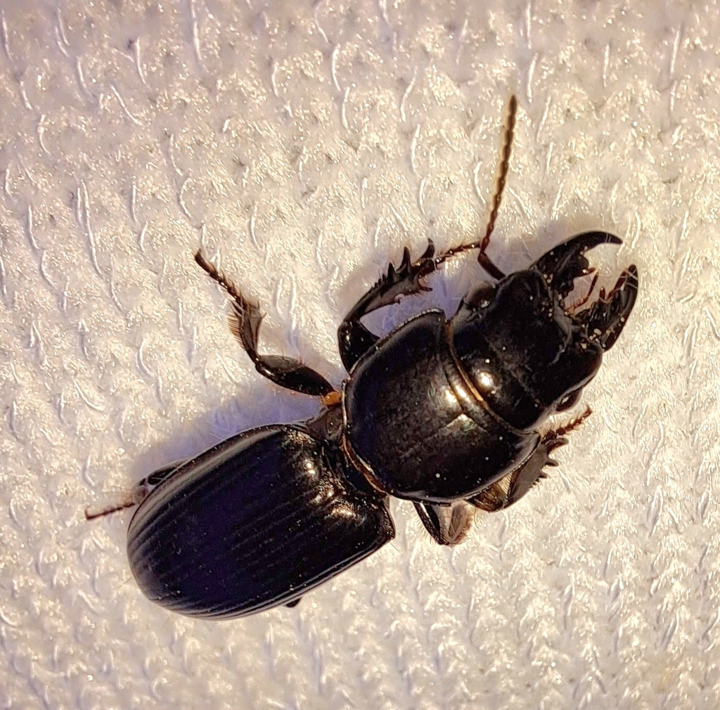 Bigheaded Ground Beetle from St. Landry County, USLA, US on June 24