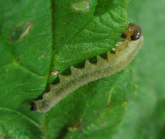 Tenthredo ferruginea
