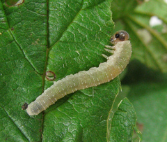 Tenthredo ferruginea