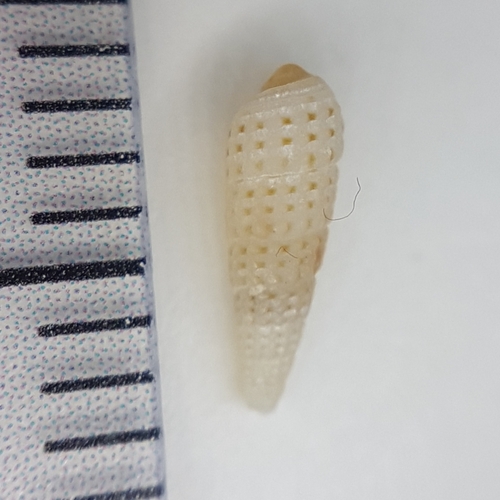 Bittium lactescens