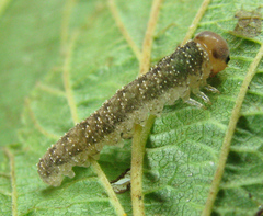 Tenthredo ferruginea