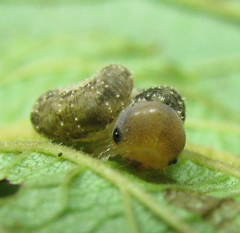 Tenthredo ferruginea