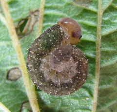 Tenthredo ferruginea