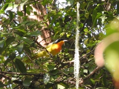 Telophorus nigrifrons