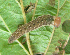 Tenthredo ferruginea