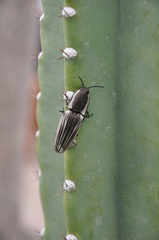 Chalcolepidius approximatus