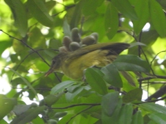 Chlorocichla flaviventris