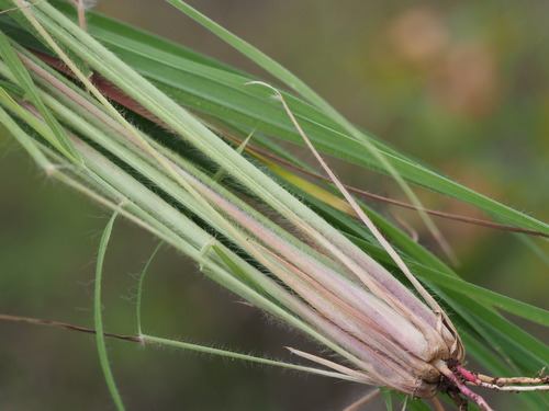 Hyparrhenia hirta observed 2023-06-23