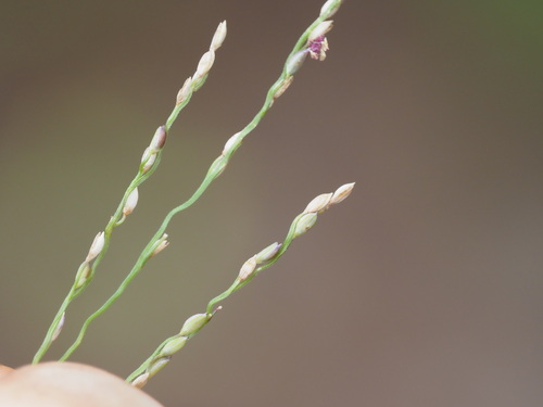 Digitaria orbata