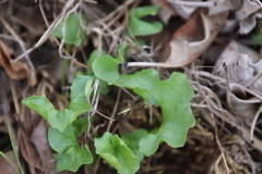 Dichondra occidentalis