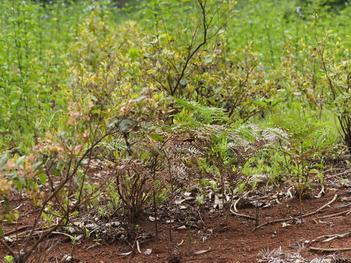 Pteridium aquilinum observed 2023-06-23