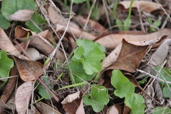 Dichondra occidentalis