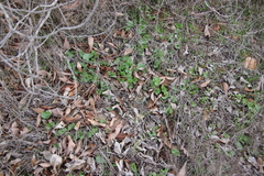 Dichondra occidentalis