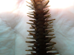 Ophiocoma echinata image