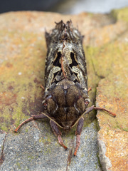 Dumbletonius characterifer