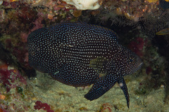 Calloplesiops altivelis