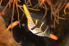 Paraluteres prionurus