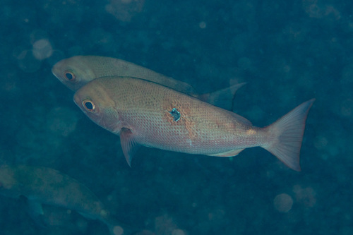 Slender pinjalo (Pinjalo lewisi) — Lutjanidae