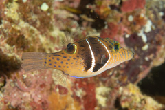 Canthigaster ocellicincta