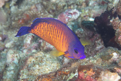 Centropyge bispinosa