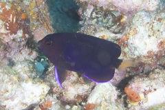 Centropyge fisheri