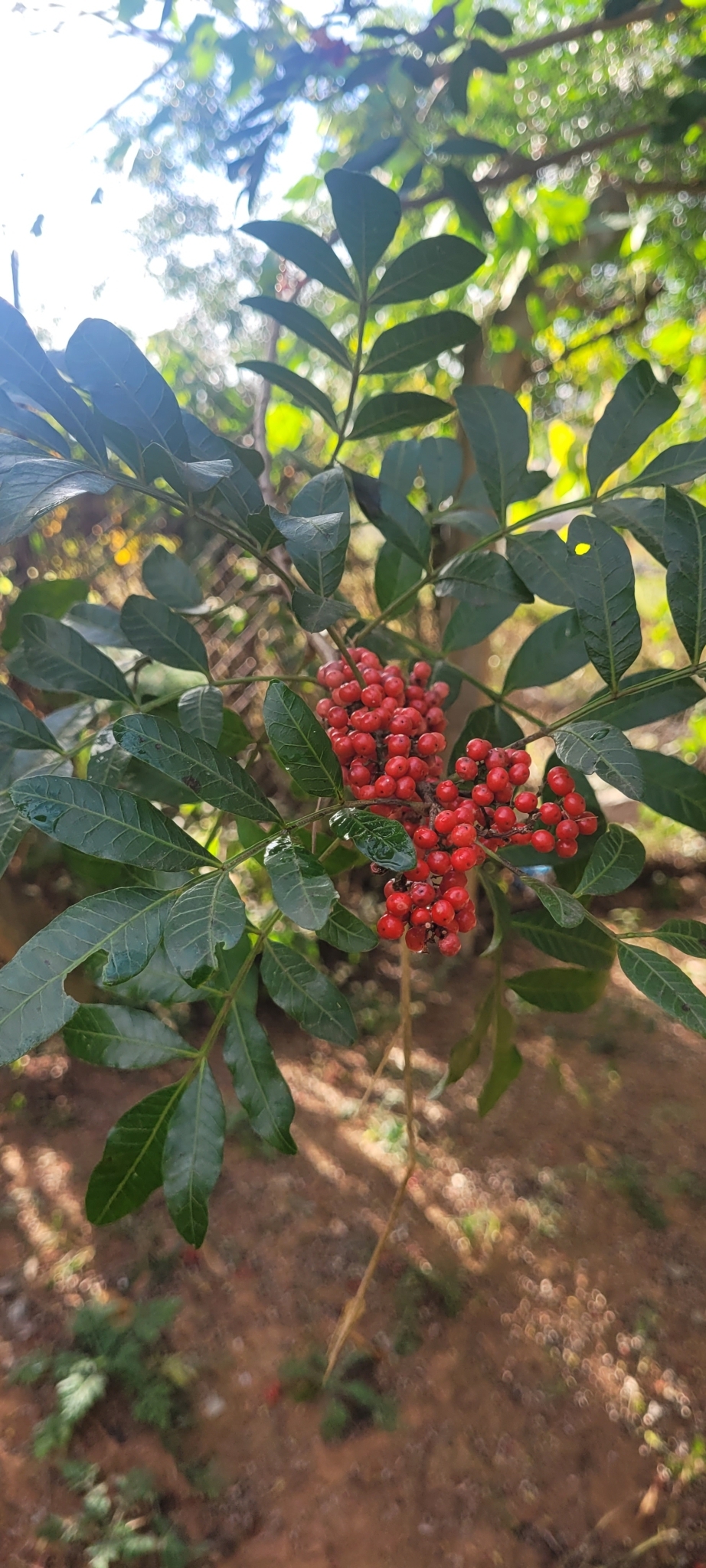Schinus terebinthifolia