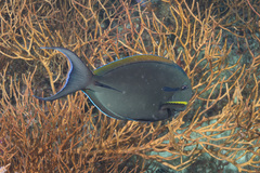 Acanthurus nigricauda