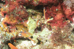 Pseudocoris yamashiroi