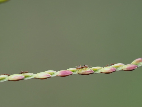 Photo of Seaside Rover Ant (Brachymyrmex obscurior)