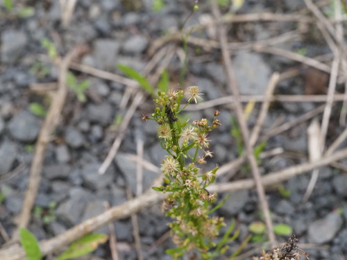 Erigeron canadensis observed 2023-06-23