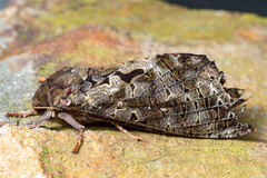 Dumbletonius characterifer