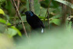 Silktail photo 3