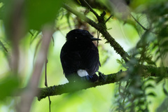 Silktail photo 5