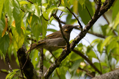 Foulehaio taviunensis