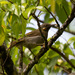 Northern Wattled-Honeyeater - Photo (c) Mark Rosenstein, some rights reserved (CC BY-NC-SA), uploaded by Mark Rosenstein